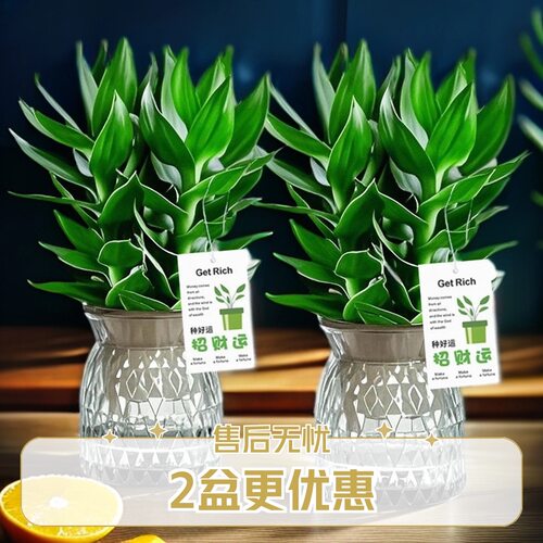 水培观音竹室内四季绿色桌面盆景
