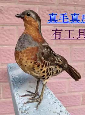 新款竹鸡假媒竹鸡模型园林竹鸡户外竹鸡摆件室外彷真羽毛竹鸡模型