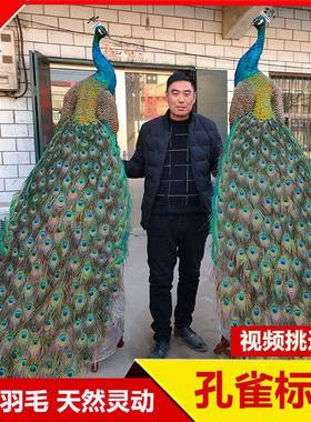 孔雀标本摆件白孔雀真羽毛标本客厅落地家居装饰婚庆乔迁开 业送