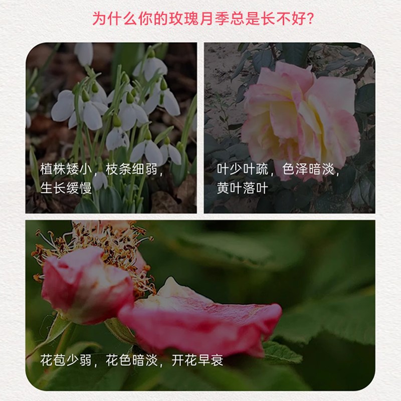 新洋丰玫瑰月季速效肥颗粒通用型复合肥花肥有机肥料家用盆栽专用