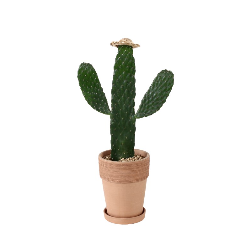 多肉仙人掌盆栽中华掌室内桌面办公室防辐射无刺耐干旱耐阴绿植