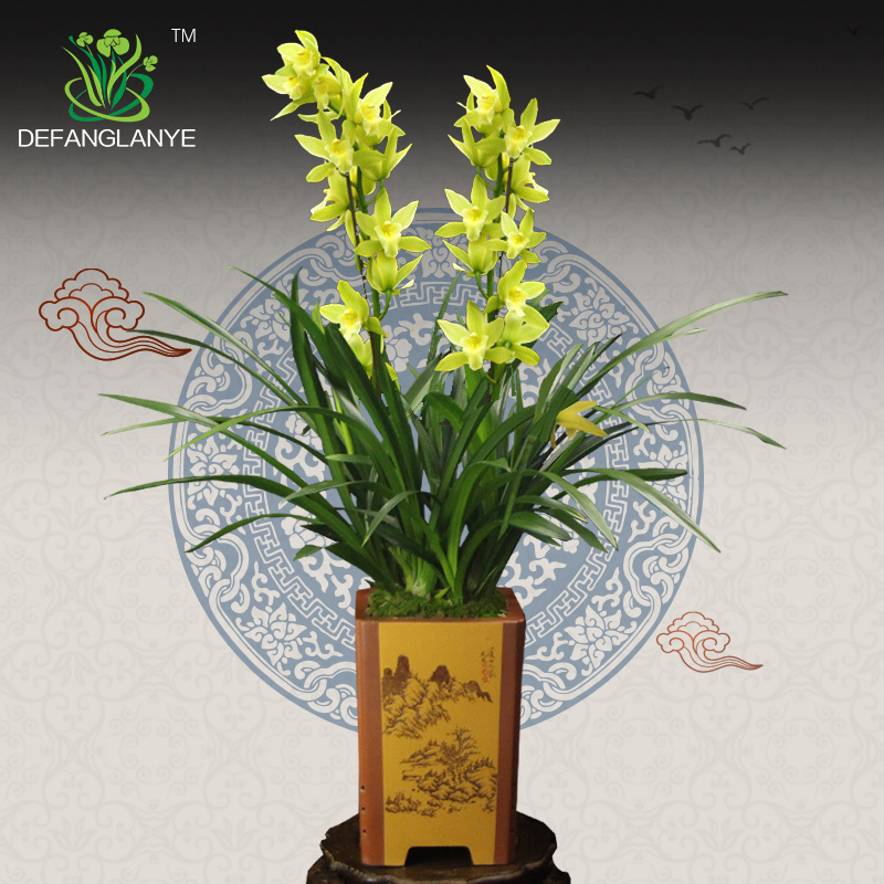 馨德芳兰花苗带花苞惠兰绿翡翠室内四季花卉植物盆栽浓香墨兰好养