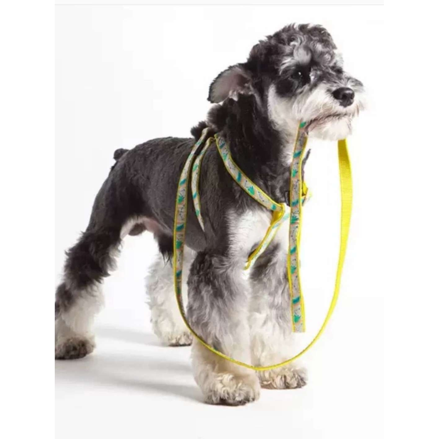 清货Touchdog它它遛狗牵引绳胸背项圈中小型犬泰迪狗链子通用宠