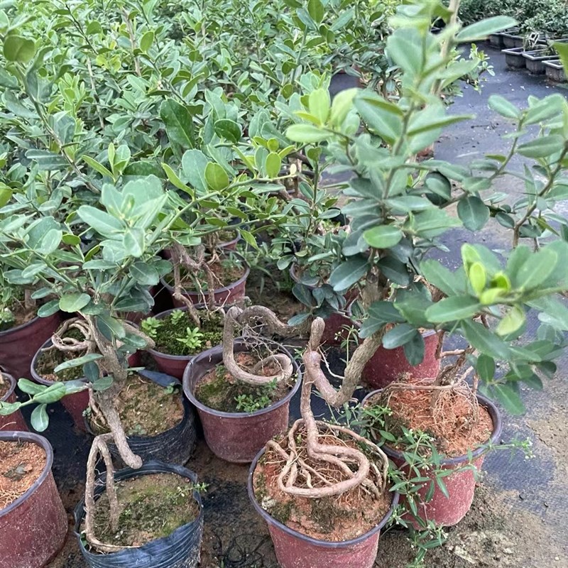 精品山桔根艺金豆小老桩造型盆景小提根东风桔矮霸樱桃铁金盆栽