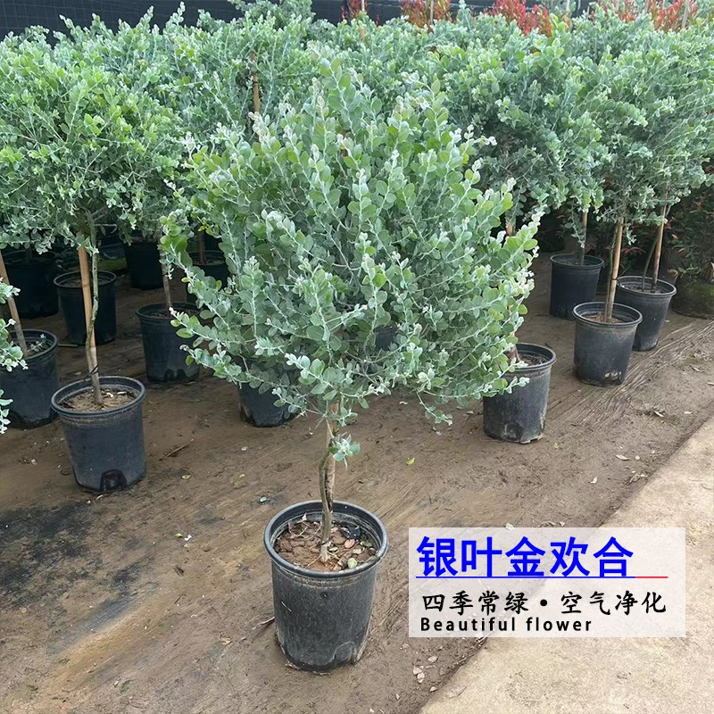 叶金合欢盆栽绿植庭院花园配搭耐热耐寒四季常绿空气净化植物