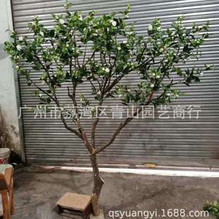 松仿树罗汉松室内31470造景假树装饰摆件美人松装饰景真观大型假