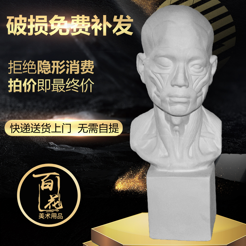 CM解剖头2石膏像美术写生教具静物绘画素描头像 雕像 雕塑
