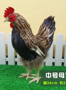 现代时尚仿真鸡羽毛鸡软装饰品田园鸡大母鸡道具农场陈列展厅