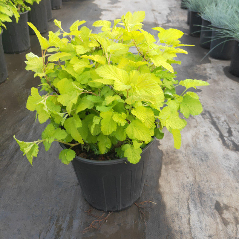 金叶紫叶风箱果成品大苗盆栽多年生耐寒耐热庭院花园花镜调色植物