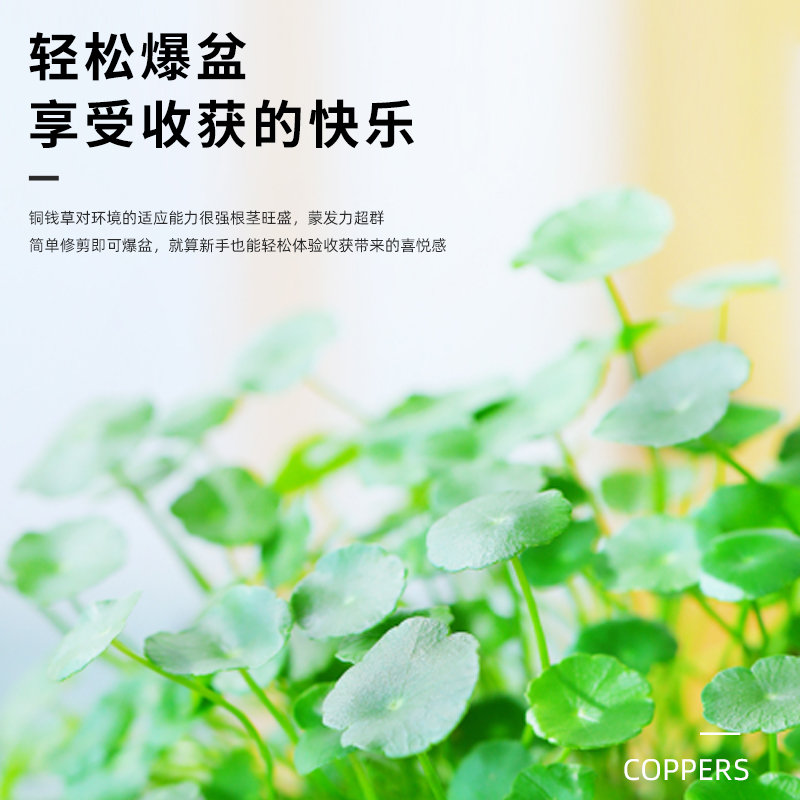 铜钱草水培植物水养招财室内桌面大叶特大办公室好养花卉绿植盆栽