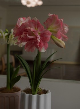 erth plnt朱顶红阿弗雷盆栽办公桌面地绿植盆栽庭院阳台植物