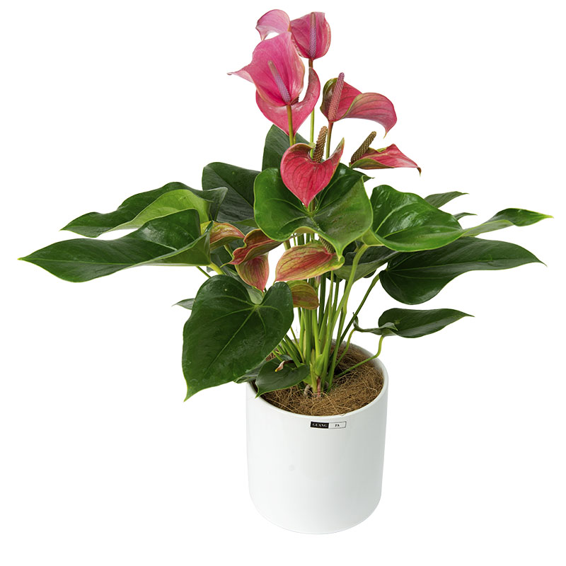 火鹤花粉掌室内观花绿植花卉盆栽办公桌茶几窗台植物鸿运当头办公