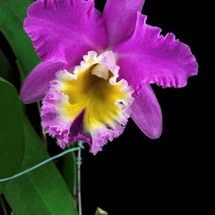 番茄雅韵堂Rlc. Bangkok情迷曼谷勤花大花卡特兰花洋兰香 Lovely