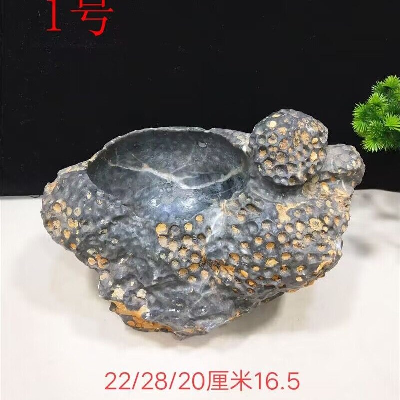 精品天然珊瑚虫化石小鱼缸 烟灰缸 小花盆 聚宝盆 奇石玉石摆件