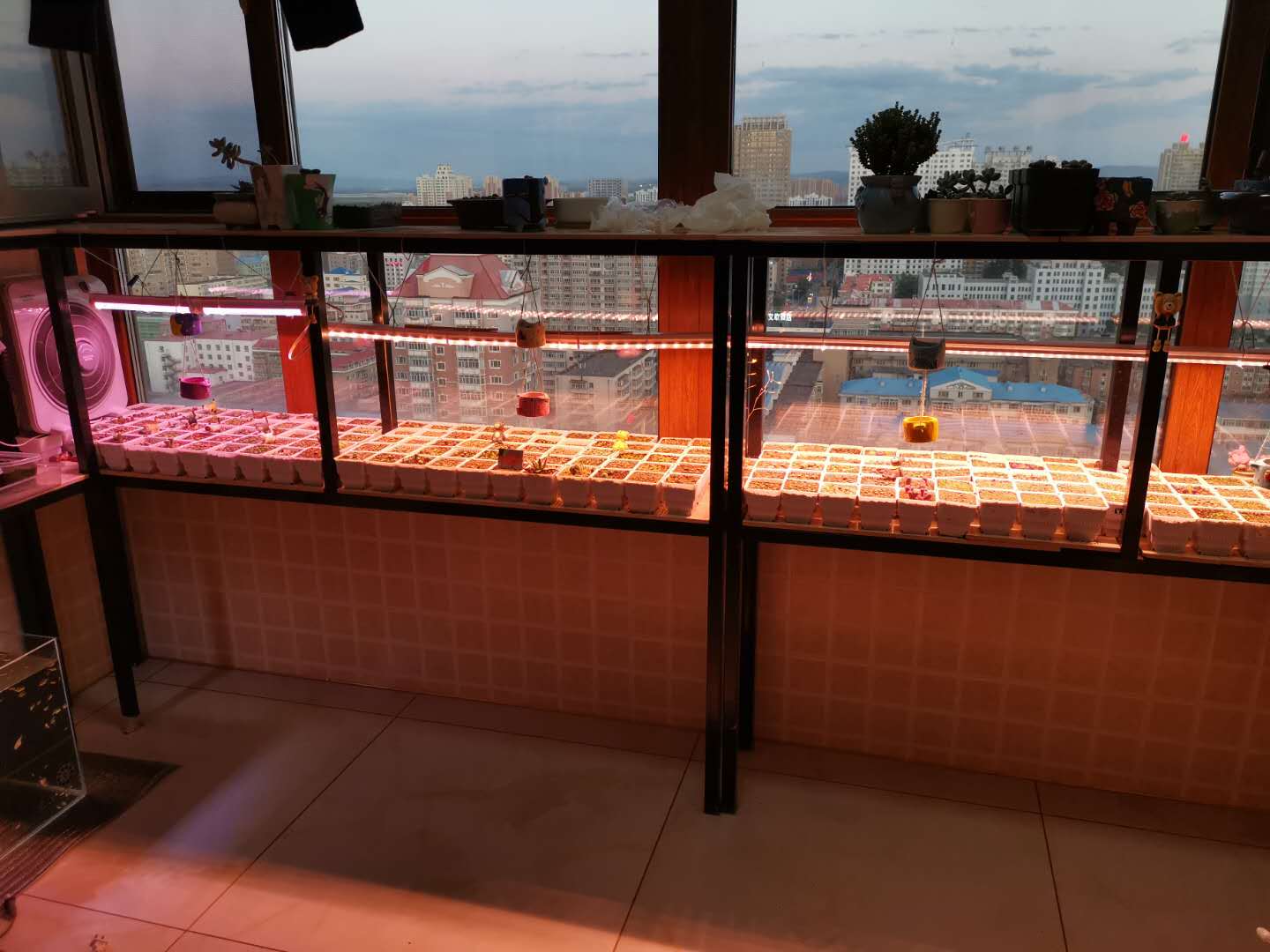 多肉补光灯全光谱仿太阳led植物生长灯家用多肉上色防徒专用灯管