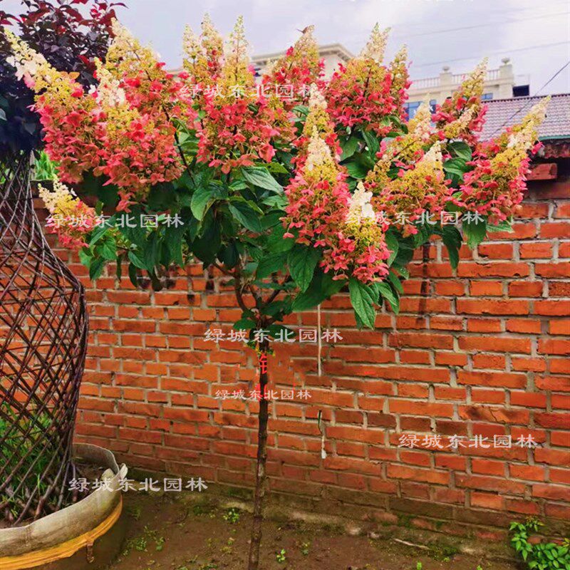 烛光彩眼花冠耐寒木本大花直立圆锥绣球树苗别墅庭院盆栽地栽植物