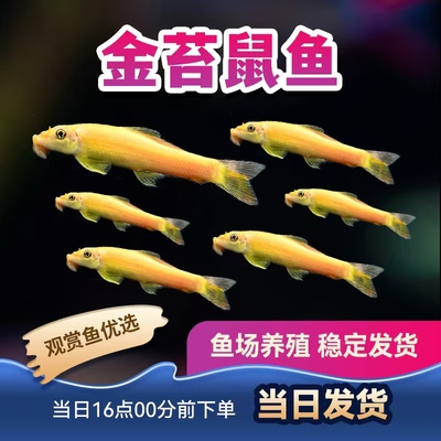 金苔鼠鱼淡水鱼好看活体
