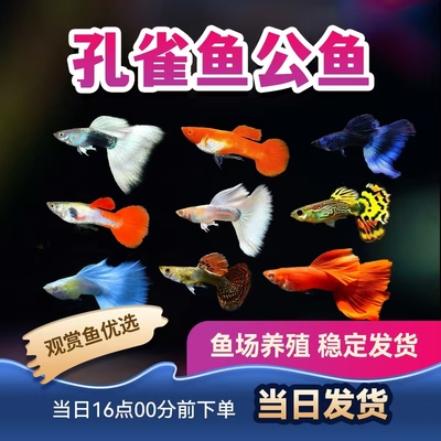 热带鱼孔雀公鱼凤尾鱼大耳孔雀巴西红象牙白全红冰蓝花老虎包活