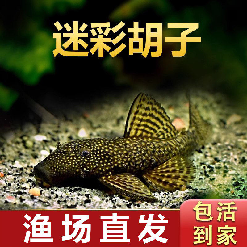 迷彩胡子清道夫小型热带鱼除藻工具淡水清洁粪便金苔鼠斑马孔雀鱼