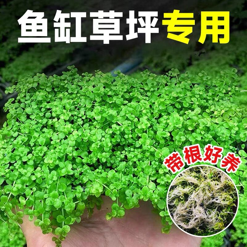 鱼缸水草植物活懒人水榕沉木莫斯真草阴性蜈蚣草增氧草缸造景套餐