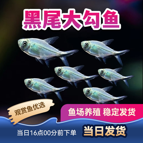 观赏鱼群游黑尾大勾鱼小型鱼热带鱼活体黑沟旗火焰旗红大沟鱼包活