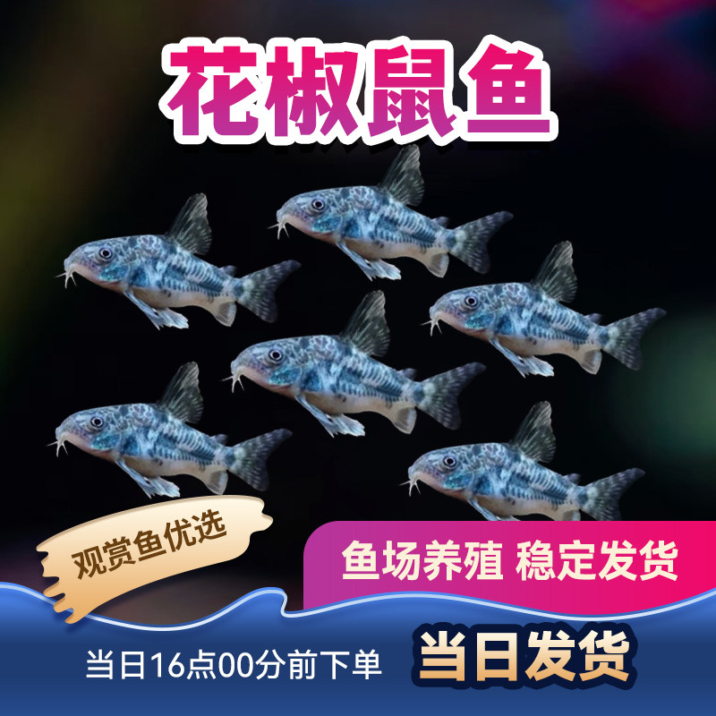 观赏鱼鼠鱼白鼠咖啡鼠金苔鼠金线金鼠琵琶鼠黑金红头花椒鼠鱼活体