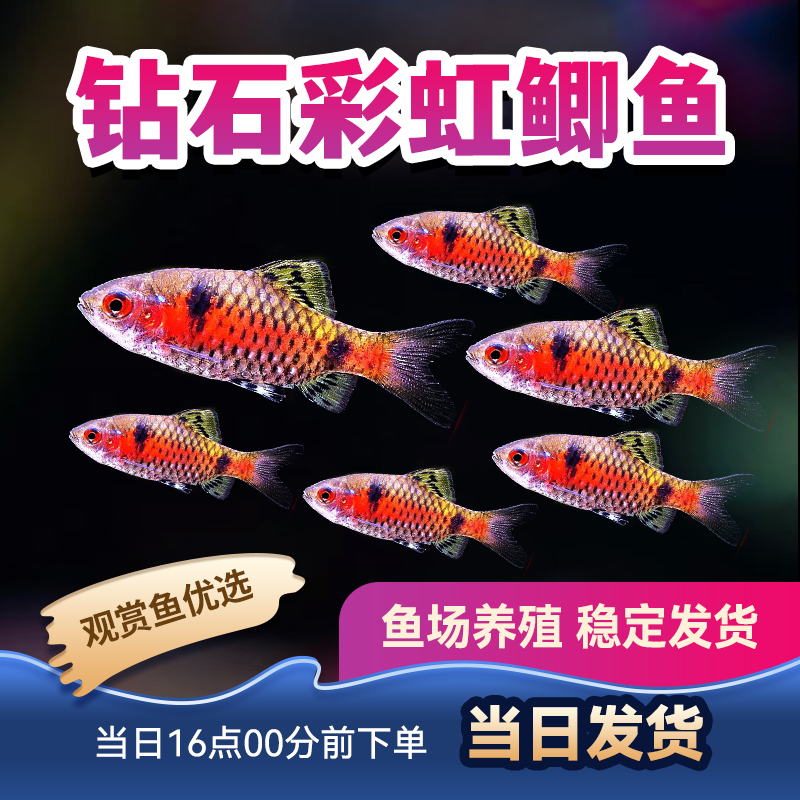观赏鱼小型鱼钻石彩虹鲫鱼冷水热带鱼大帆玫瑰鲫活体包活群游鱼