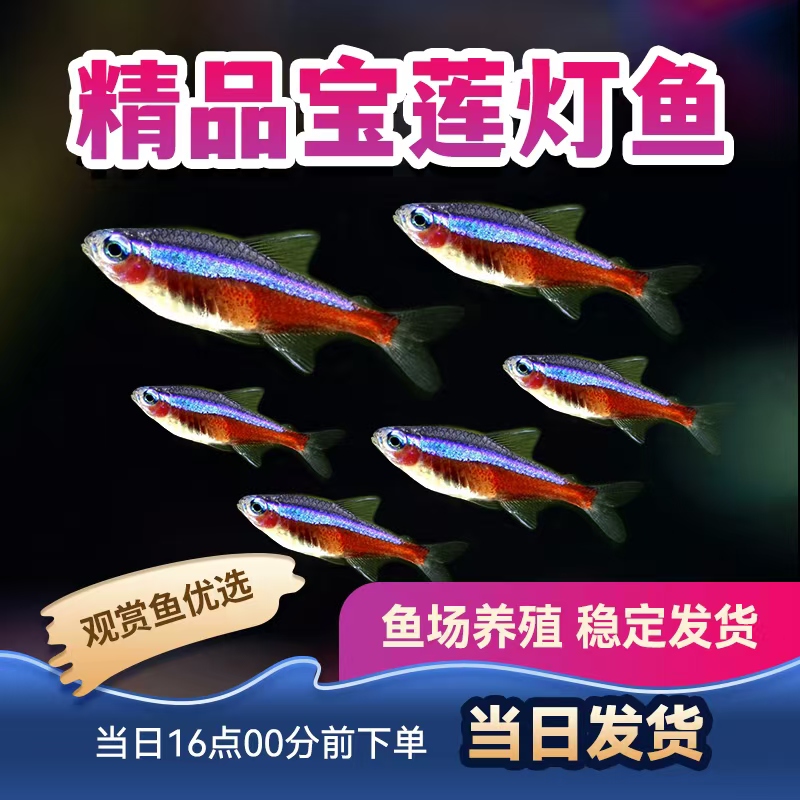 观赏鱼宝莲灯鱼红莲灯红绿灯群游鱼黑莲灯热带鱼小型灯科活体包活