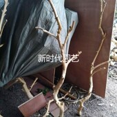 干树枝去皮树杈插杈艺术干枝枯枝带杈树杆创意树杈吊顶装 饰