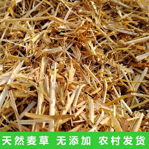 新小麦秸秆碎麦草鸟鸽子宠物垫窝