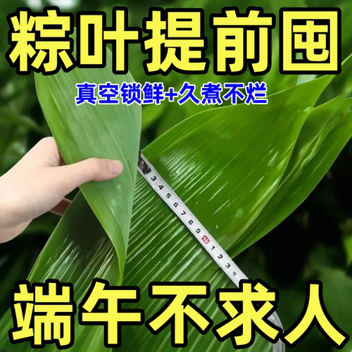 粽子叶粽叶新鲜大粽叶棕叶野生干