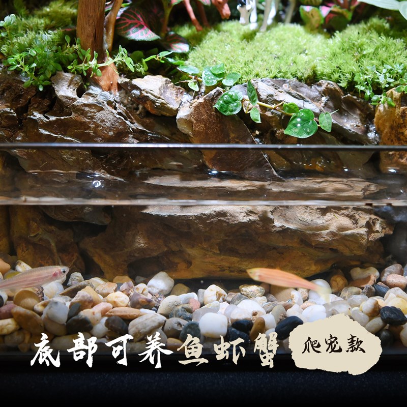 苔藓微景观水陆雨林缸生态瓶苔藓鲜活小盆栽植物森林造景成品养鱼