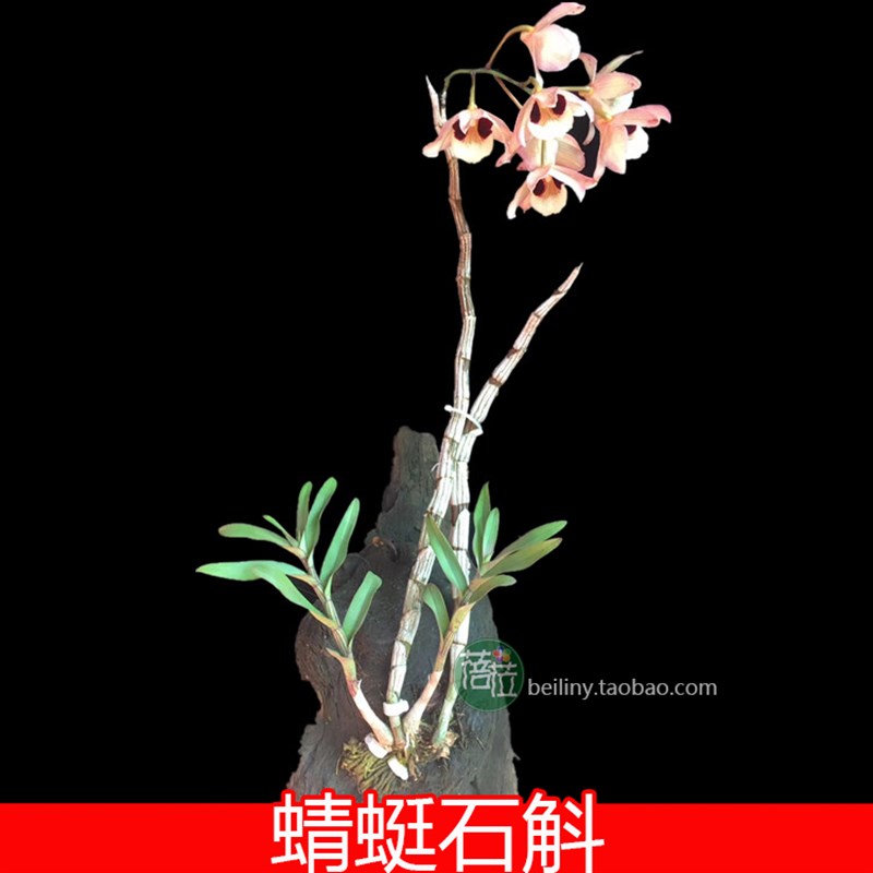 蜻蜓石斛 较高大品种 吊兰花 附生兰洋兰绿植花卉盆栽盆景满