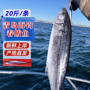 鲅鱼新鲜冷冻山东特大马鲛鱼整条青岛鲅鱼片香煎燕鲅鱼段海鱼