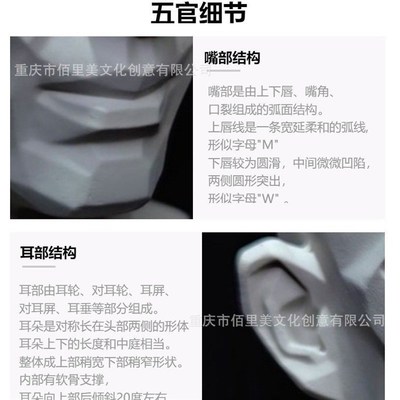 新中年块面头像米隆树脂切面素描头像临摹石像素描美术教具