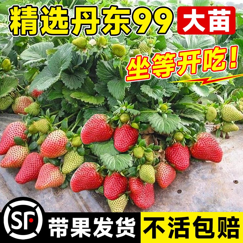 丹东99草莓新苗秧盆栽四季结果奶油种植特大号带果可食用草梅阳台