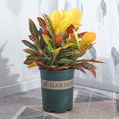 变叶木盆栽 变色木彩叶盆景走廊阳台观赏常用室外造景绿植物花卉