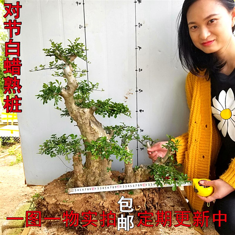 湖北京山对节白蜡植物盆栽树桩对接白蜡老桩盆景阳台绿植盆景
