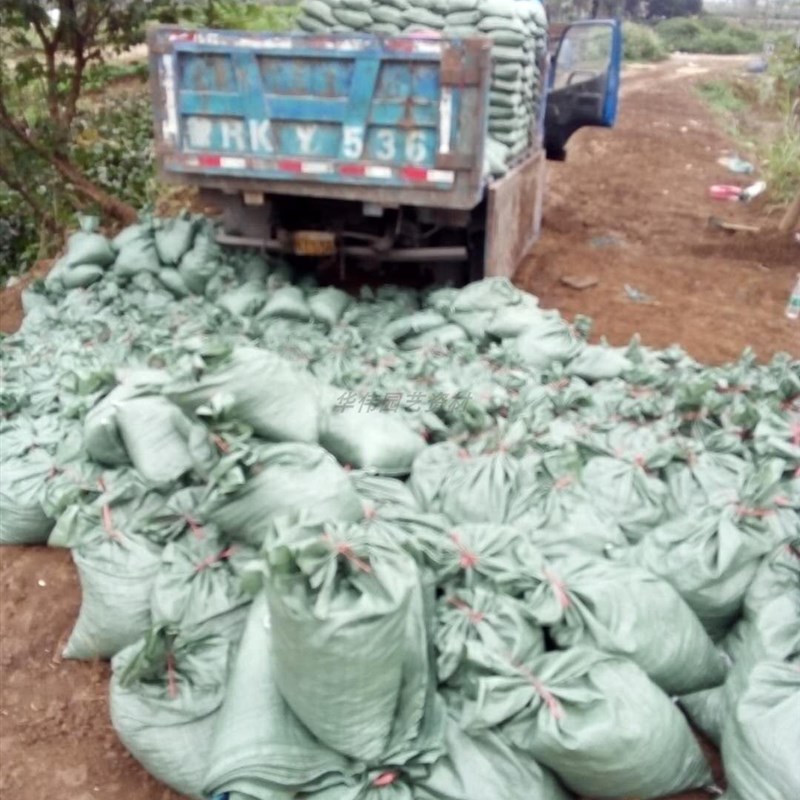 免敲碎 优质塘泥粗细混合装(栽培介质)花泥-约9-11公斤