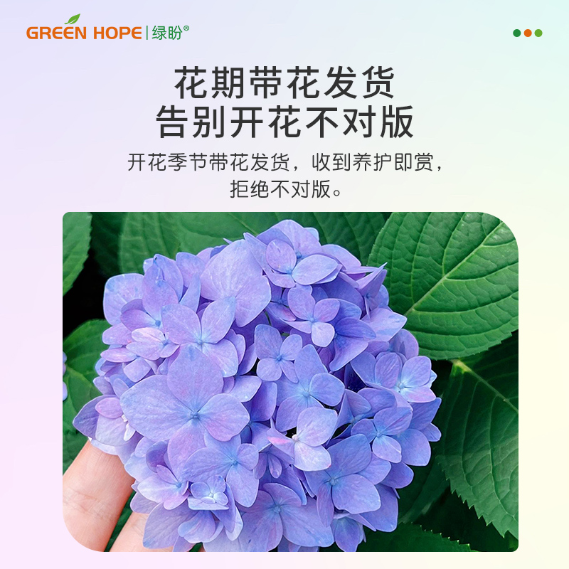 绣球花大花盆栽苗植物万华镜无尽夏花卉阳台庭院花手鞠四季开花