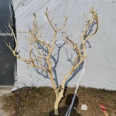 干树去皮干枝枯枝酒店设计吊顶墙壁装 饰造景婚庆道具天然