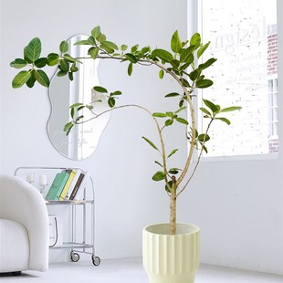 造型高山榕大型盆栽造型孟加拉榕室内绿植净化空气客厅办公室植物