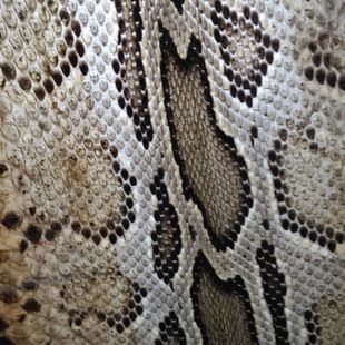 二胡皮高胡中胡皮坠琴三弦琴皮热瓦普 扎木念蒙皮二胡蟒皮