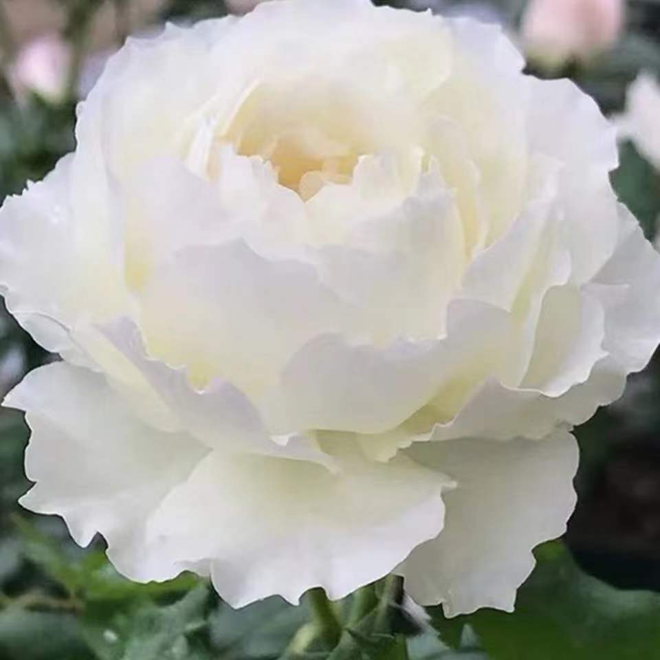 新天鹅古董/白雪香水 白色大花月季 灌木切花中苗 初开浓香