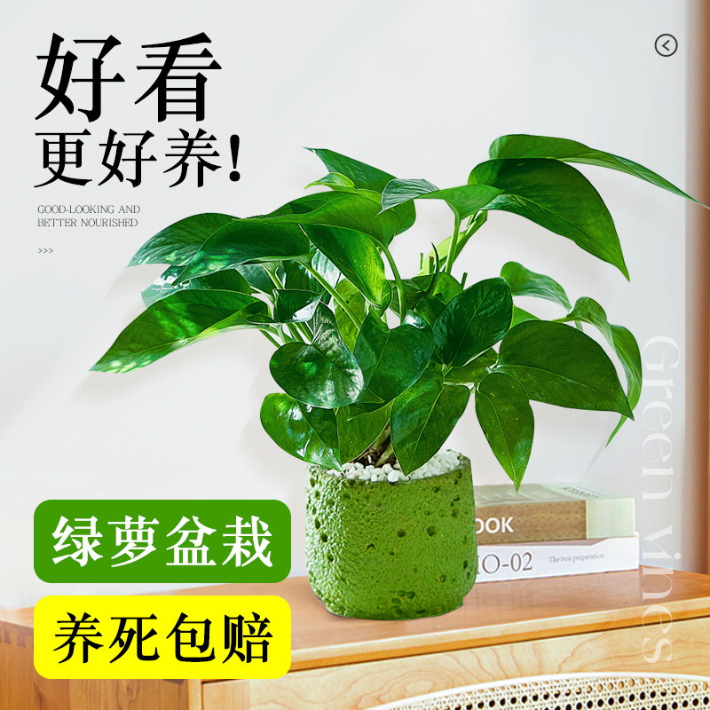 绿萝盆栽室内办公室桌面绿植四季好养适合懒人养的植物摆件高级感