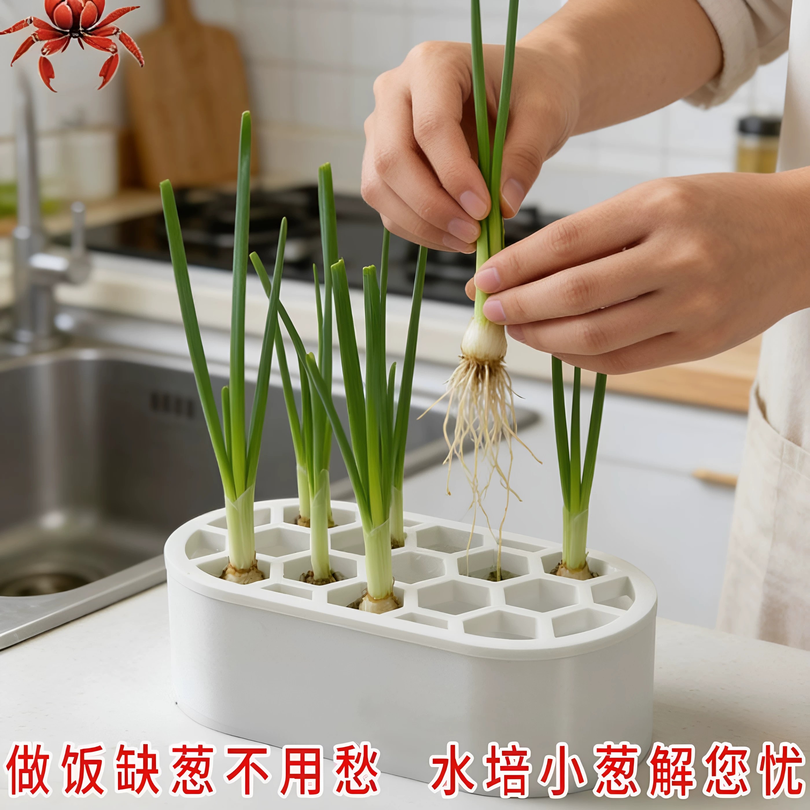无土水培小葱盒阳台居家反复收割