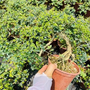 提根飘枝海南香兰老桩盆景开花浓香悬崖造型博兰临水花园植物盆栽