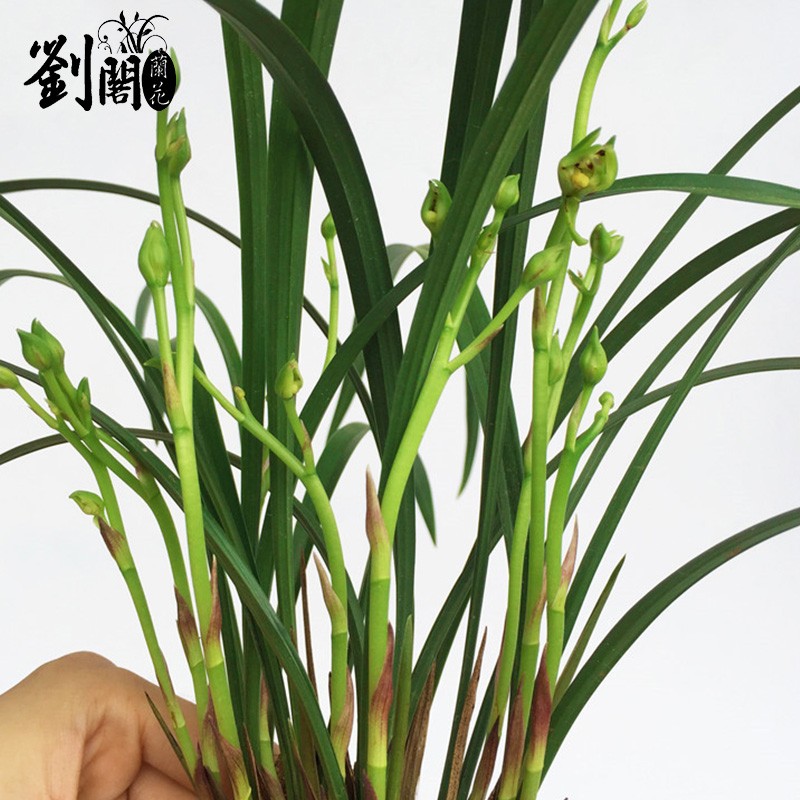 刘阁兰花苗 精品建兰四季兰奇草 梨山狮王 夏带花苞出售花卉盆栽