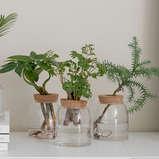 创意室内办公室水培植物盆栽澳洲杉南洋杉大理石皇后桌面绿植