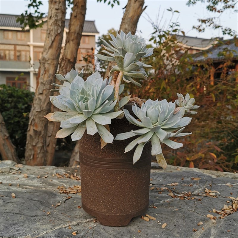 破损补发粗砂直筒透气粗陶法师绿植专用陶罐陶瓷大老桩花盆包邮